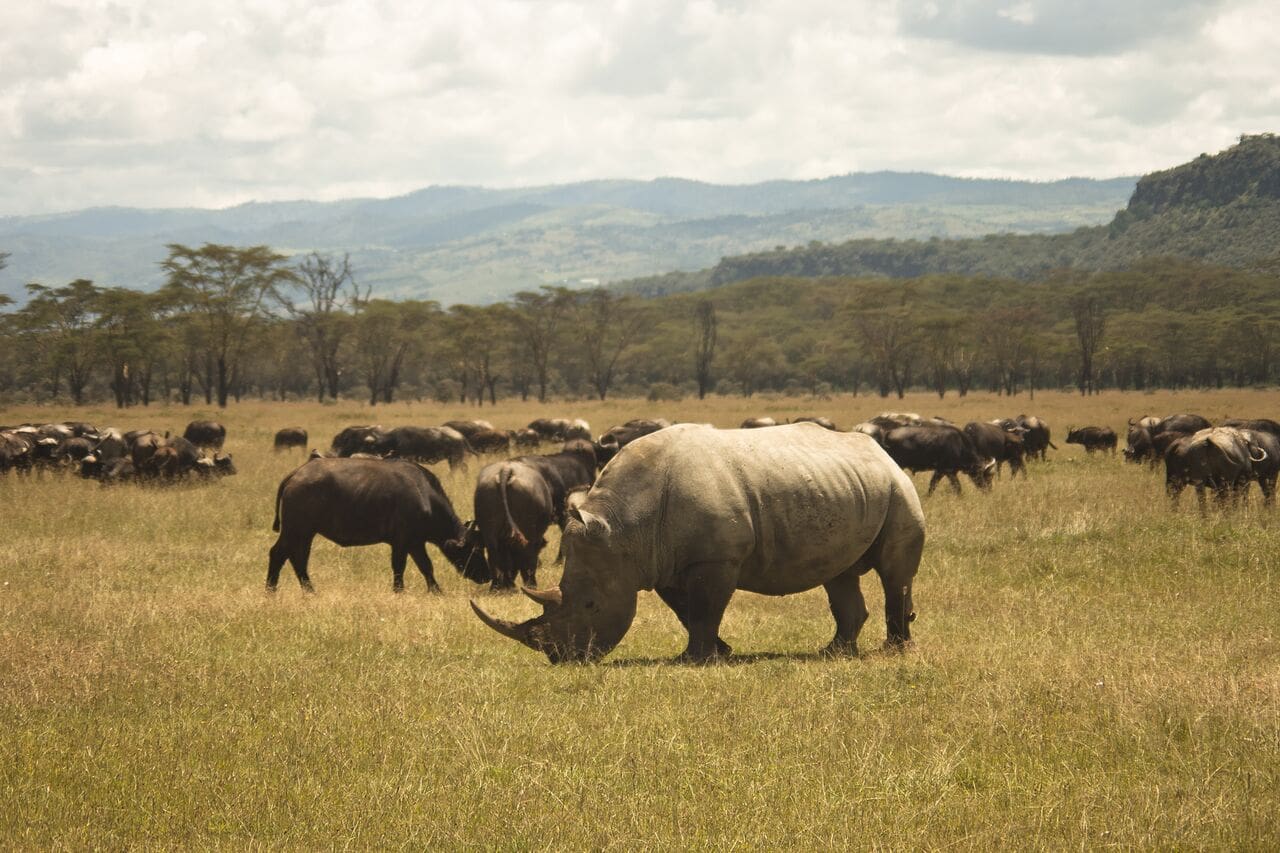 Rhinos and Buffalos at Lake Nakuru National Park