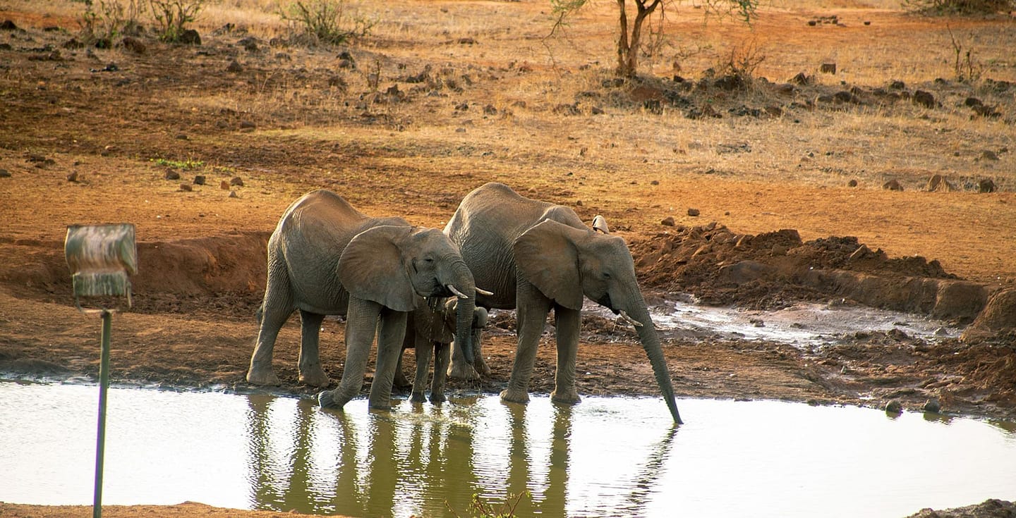Elephants at Tsavo West