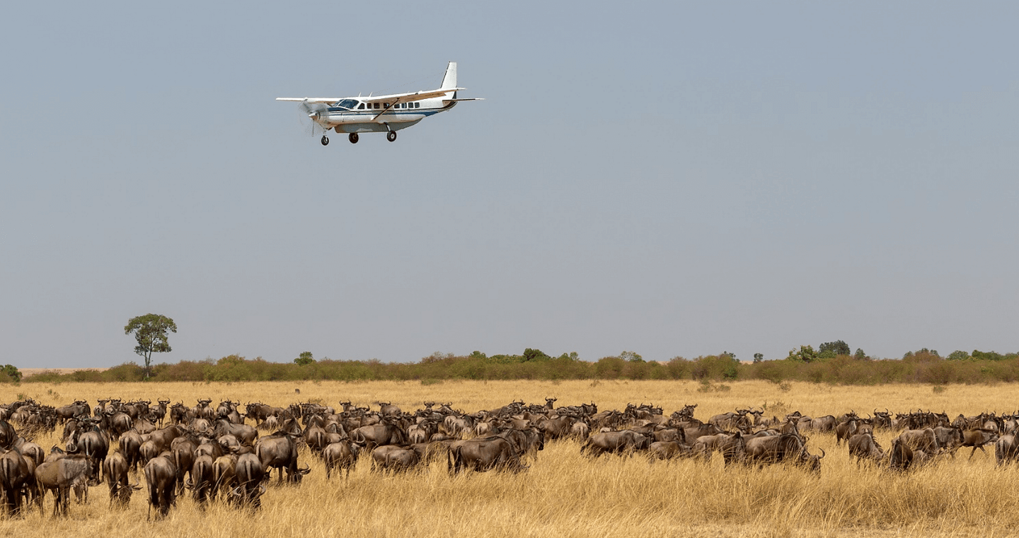 Masai Mara Fly in Safari - Day Tour