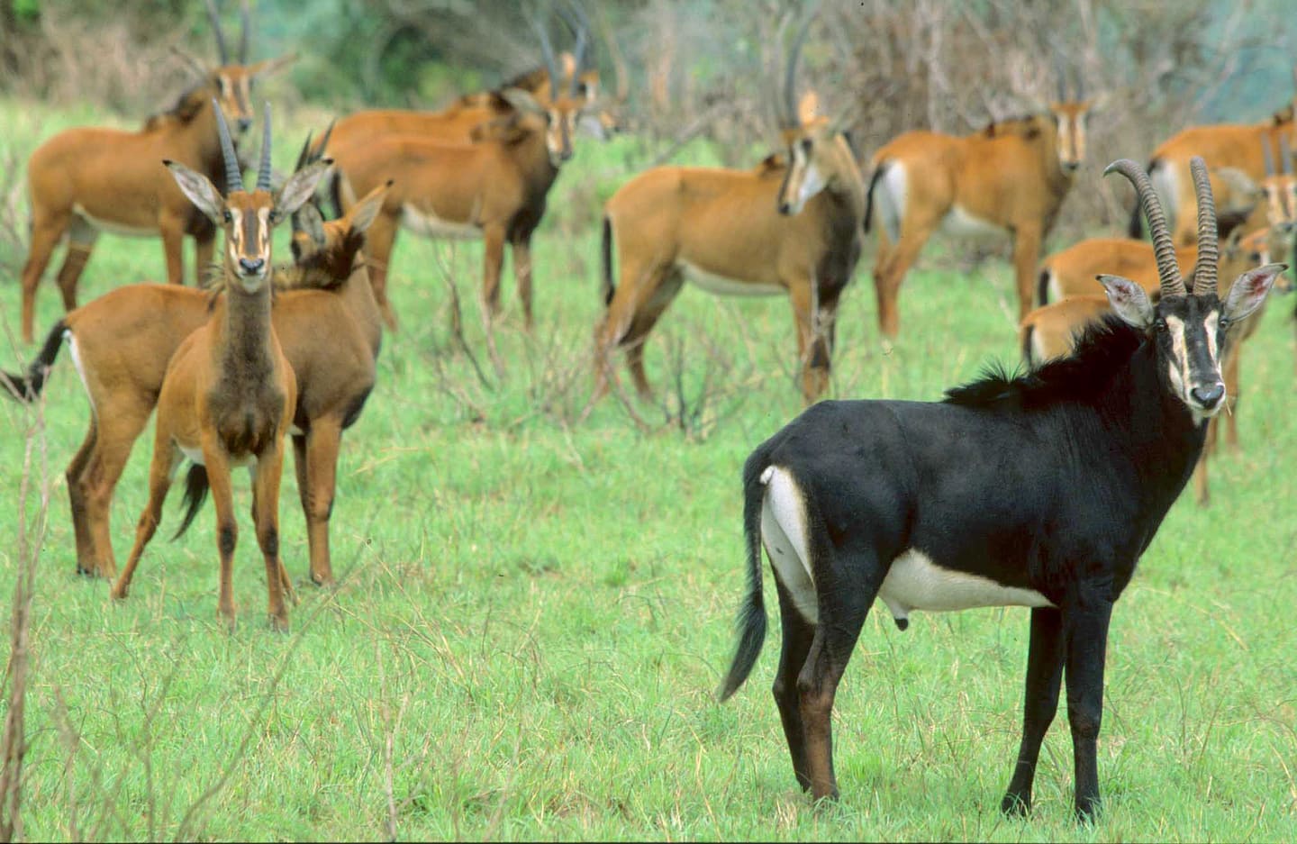 Shimba Hills SAFARI - Sable Antelopes