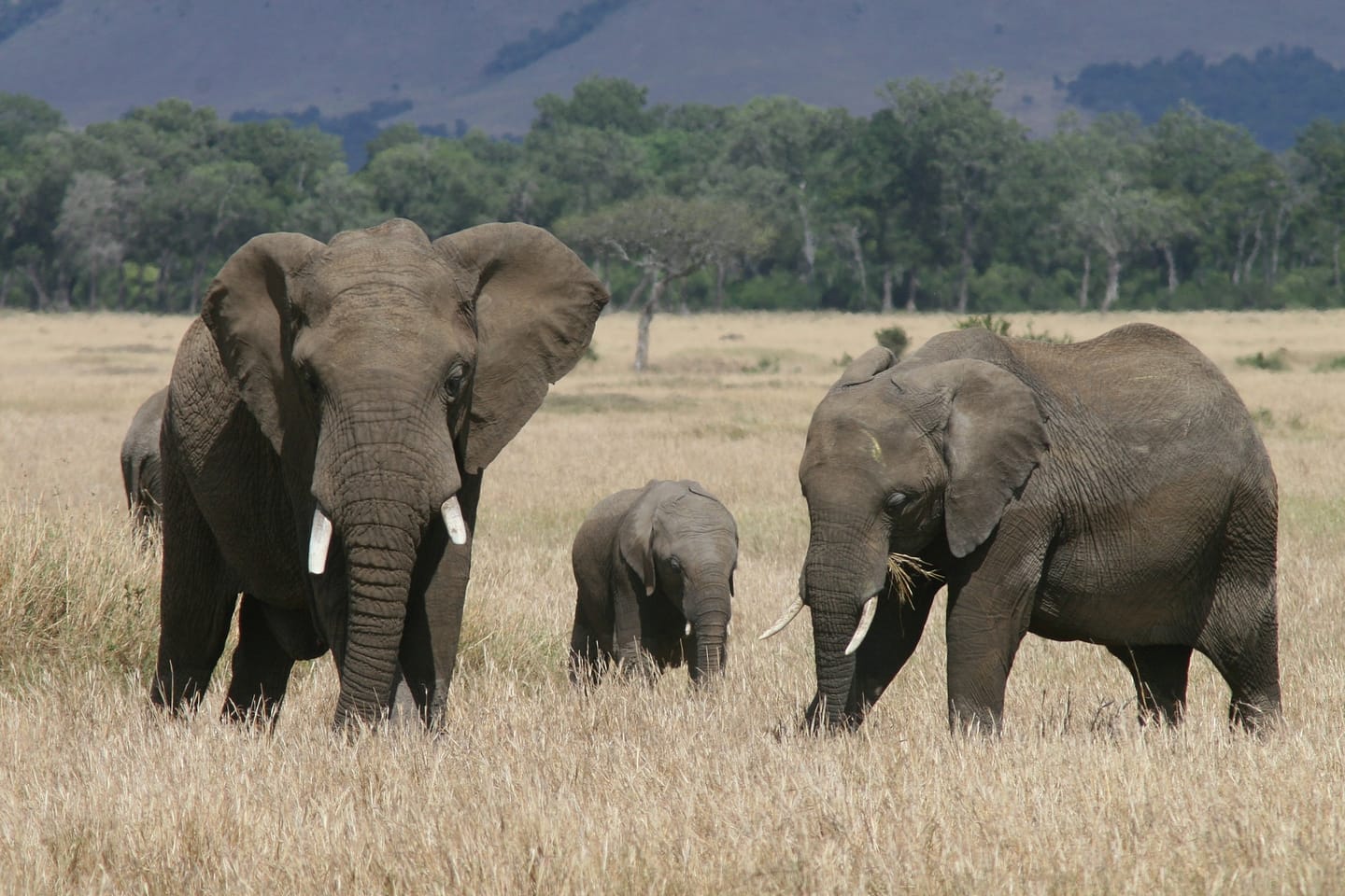 Elephants at Amboseli Safari