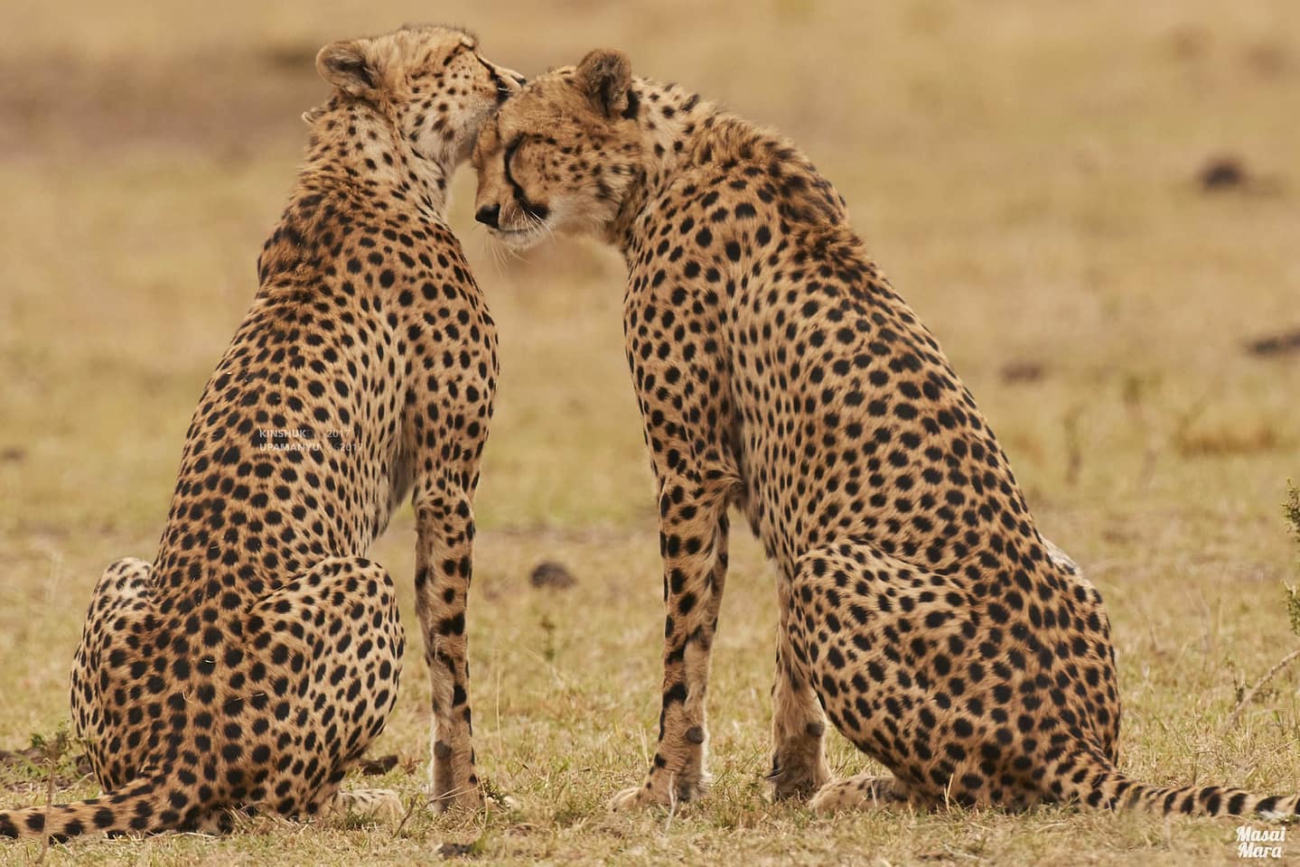cheetahs-licking-forehead