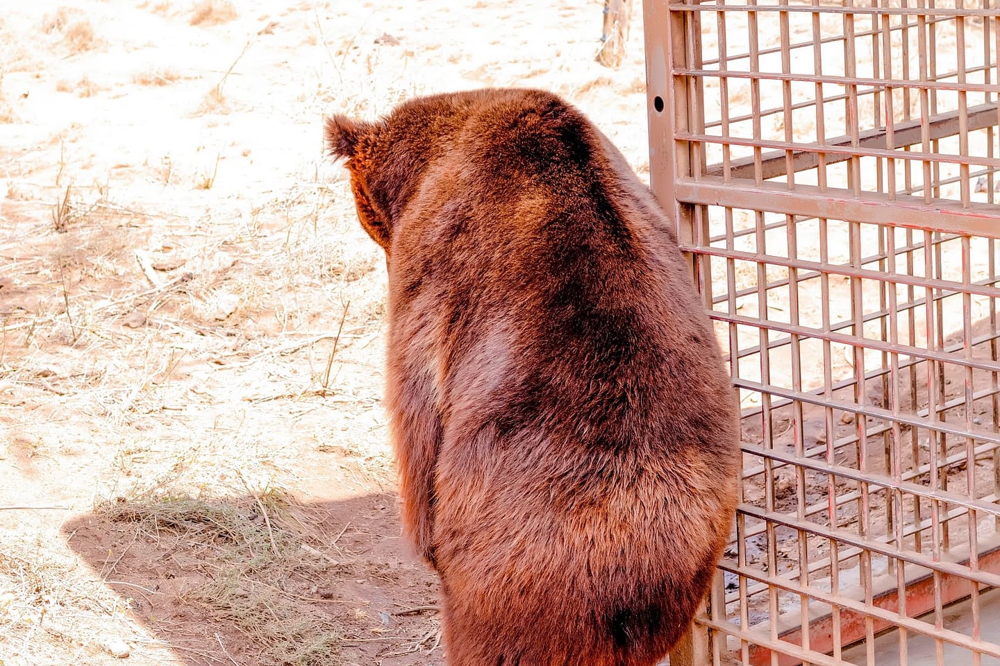 bear next to cage in oljogi