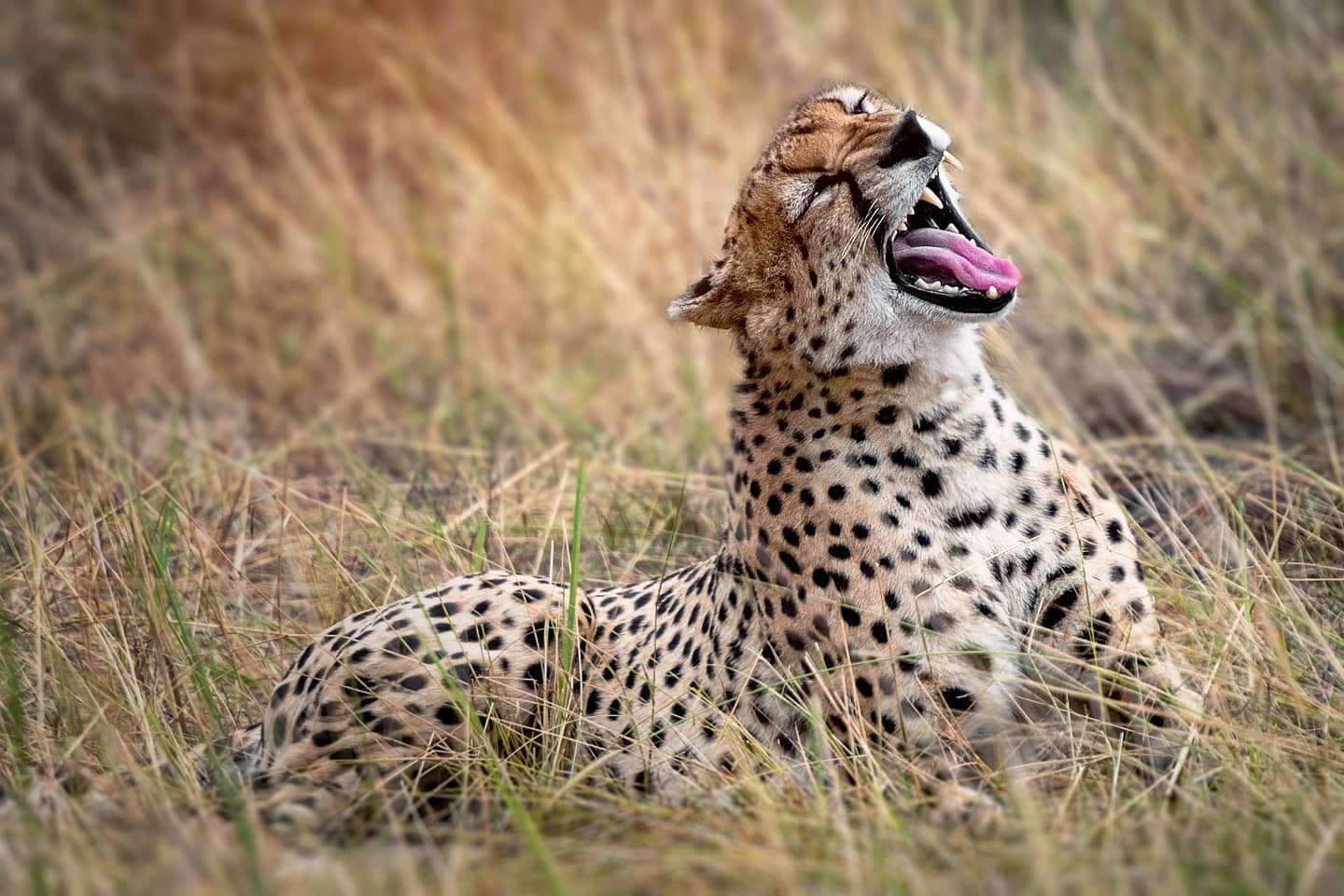 cheetah in tanzania