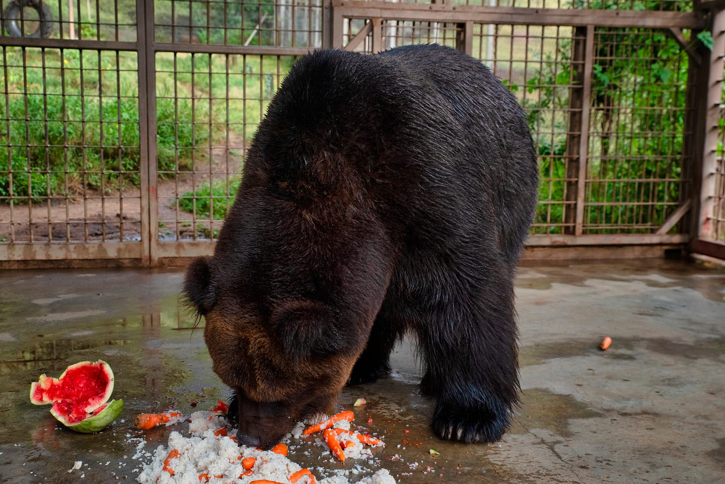 the bear at oljogi eating a watermelon
