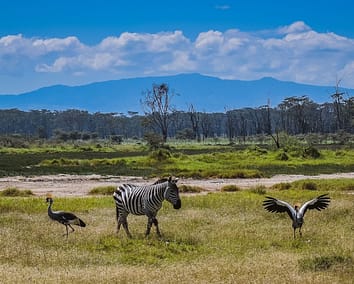 7-Day Adventure Safari in Kenya