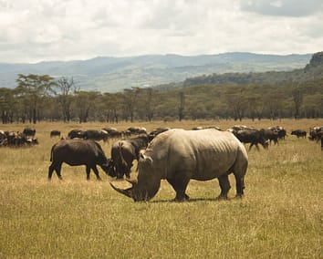 8-Day Kenya Group Joining Safari