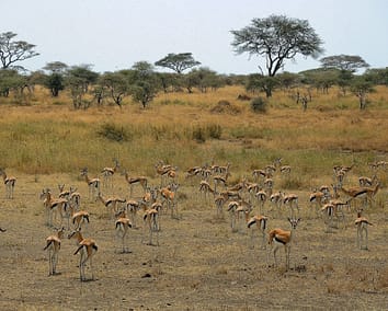 2-Day Serengeti Safari