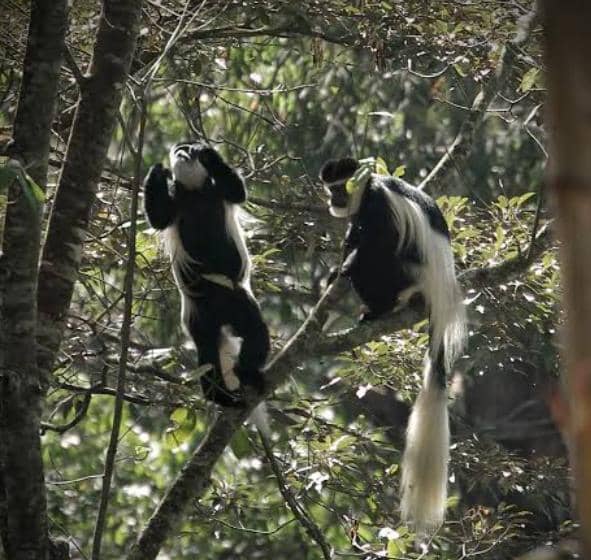 Colobus Monkeys at Karura Forest